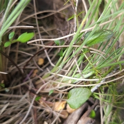 Cardamine franklinensis at Mount Clear, ACT - 17 Oct 2024 by BethanyDunne