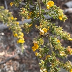 Apiformes (informal group) (Unidentified bee) at Lyneham, ACT - 17 Oct 2024 by KyliePossum