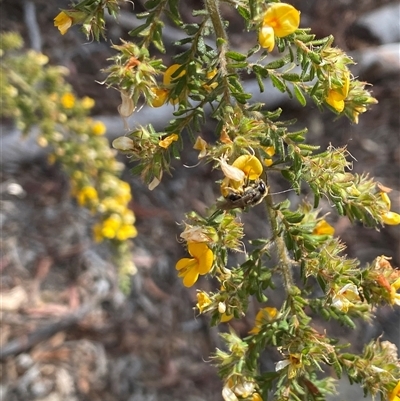 Apiformes (informal group) (Unidentified bee) at Lyneham, ACT - 17 Oct 2024 by KyliePossum