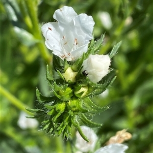 Echium plantagineum at Nicholls, ACT - 17 Oct 2024