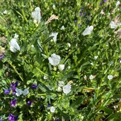 Echium plantagineum at Nicholls, ACT - 17 Oct 2024