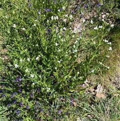 Echium plantagineum at Nicholls, ACT - 17 Oct 2024