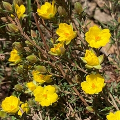 Hibbertia calycina (Lesser Guinea-flower) at Nicholls, ACT - 17 Oct 2024 by SteveBorkowskis