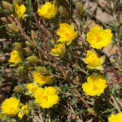 Hibbertia calycina (Lesser Guinea-flower) at Nicholls, ACT - 17 Oct 2024 by SteveBorkowskis