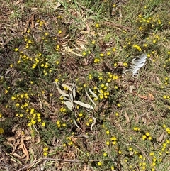 Hibbertia calycina at Nicholls, ACT - 17 Oct 2024