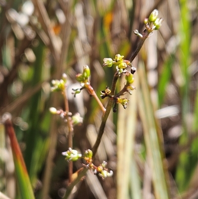 Dianella revoluta var. revoluta (Black-Anther Flax Lily) at Hawker, ACT - 16 Oct 2024 by sangio7