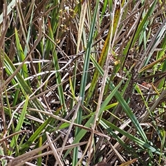 Dianella revoluta var. revoluta at Hawker, ACT - 16 Oct 2024