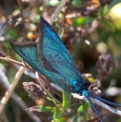 Pollanisus (genus) (A Forester Moth) at Nicholls, ACT - 16 Oct 2024 by SteveBorkowskis