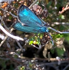 Pollanisus (genus) at Nicholls, ACT - 17 Oct 2024