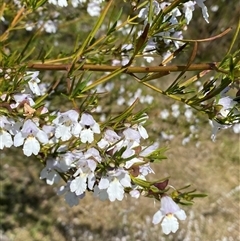 Prostanthera nivea var. nivea (Snowy Mint-bush) at Nicholls, ACT - 17 Oct 2024 by SteveBorkowskis