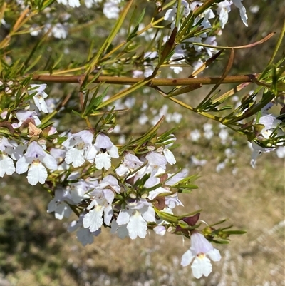 Prostanthera nivea var. nivea (Snowy Mint-bush) at Nicholls, ACT - 17 Oct 2024 by SteveBorkowskis