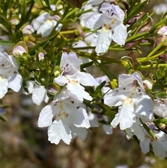 Prostanthera nivea var. nivea at Nicholls, ACT - 17 Oct 2024