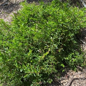 Billardiera heterophylla at Nicholls, ACT - 17 Oct 2024 12:45 PM