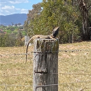 Pogona barbata at Nicholls, ACT - suppressed