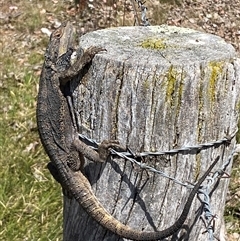 Pogona barbata at Nicholls, ACT - 17 Oct 2024