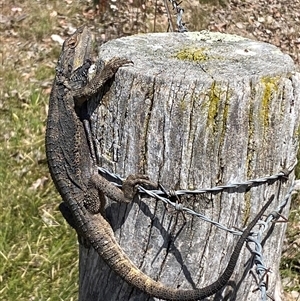 Pogona barbata at Nicholls, ACT - suppressed