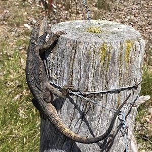 Pogona barbata at Nicholls, ACT - 17 Oct 2024