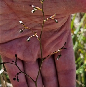 Dianella revoluta var. revoluta at Hawker, ACT - 16 Oct 2024 11:48 AM