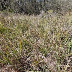 Dianella revoluta var. revoluta at Hawker, ACT - 16 Oct 2024 11:48 AM