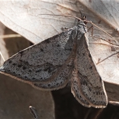 Taxeotis (genus) (Unidentified Taxeotis geometer moths) at Hall, ACT - 16 Oct 2024 by Anna123