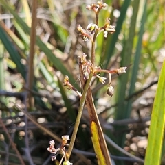 Dianella revoluta var. revoluta (Black-Anther Flax Lily) at Hawker, ACT - 16 Oct 2024 by sangio7