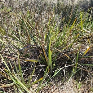 Dianella revoluta var. revoluta at Hawker, ACT - 16 Oct 2024 12:35 PM