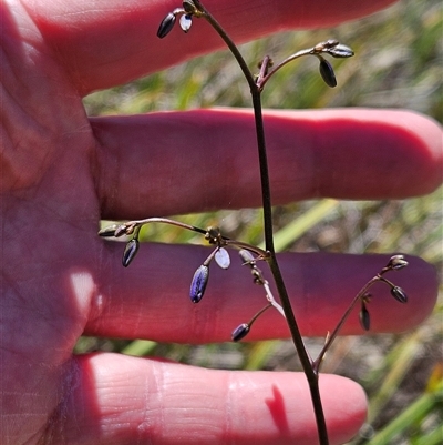 Dianella revoluta var. revoluta (Black-Anther Flax Lily) at Hawker, ACT - 16 Oct 2024 by sangio7