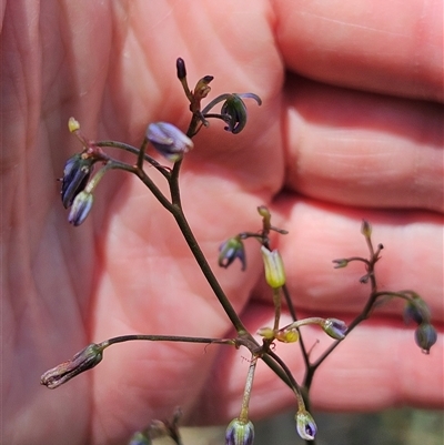 Dianella revoluta var. revoluta (Black-Anther Flax Lily) at Hawker, ACT - 16 Oct 2024 by sangio7