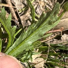 Senecio hispidulus by lbradley