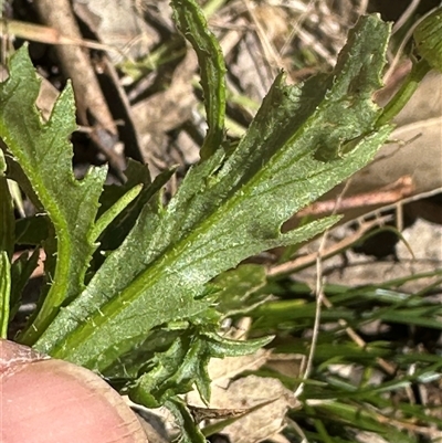 Senecio hispidulus by lbradley