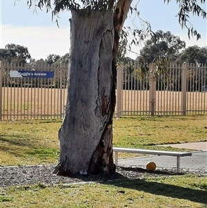 Eucalyptus sp. at Gilmore, ACT - 26 Jun 2022