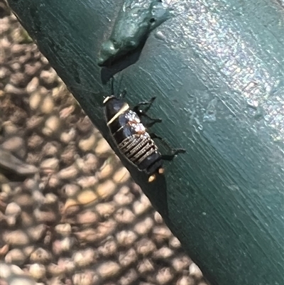 Ellipsidion australe (Austral Ellipsidion cockroach) at Yarralumla, ACT - 16 Oct 2024 by AndyRussell