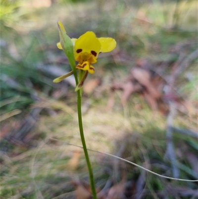 Diuris sulphurea (Tiger Orchid) at Monga, NSW - 17 Oct 2024 by clarehoneydove