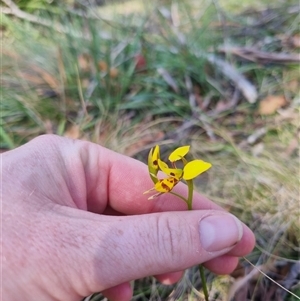 Diuris sulphurea at Monga, NSW - suppressed