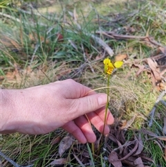 Diuris sulphurea at Monga, NSW - suppressed