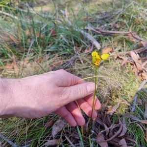 Diuris sulphurea at Monga, NSW - suppressed