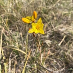 Bulbine bulbosa (Golden Lily, Bulbine Lily) at Kambah, ACT - 17 Oct 2024 by AshBP830