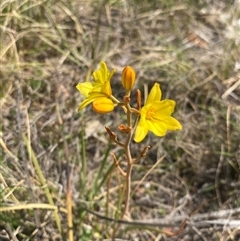 Bulbine bulbosa at Kambah, ACT - 17 Oct 2024 02:43 PM