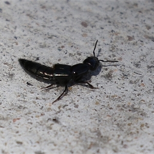 Thyreocephalus sp. (genus) at Macarthur, ACT - 17 Oct 2024 01:36 PM