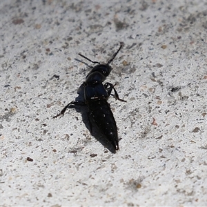 Thyreocephalus sp. (genus) at Macarthur, ACT - 17 Oct 2024