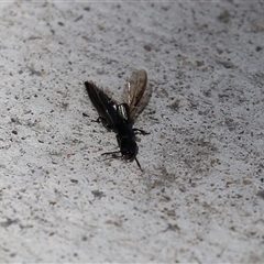 Thyreocephalus sp. (genus) at Macarthur, ACT - 17 Oct 2024