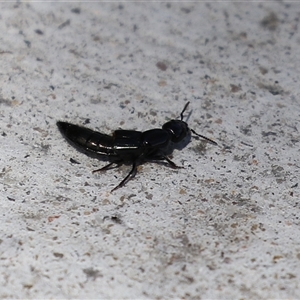 Thyreocephalus sp. (genus) at Macarthur, ACT - 17 Oct 2024