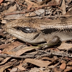 Tiliqua scincoides scincoides (Eastern Blue-tongue) at Bruce, ACT - 16 Oct 2024 by AlisonMilton