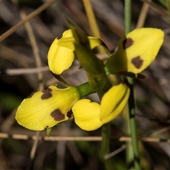 Diuris sulphurea (Tiger Orchid) at Bruce, ACT - 15 Oct 2024 by AlisonMilton