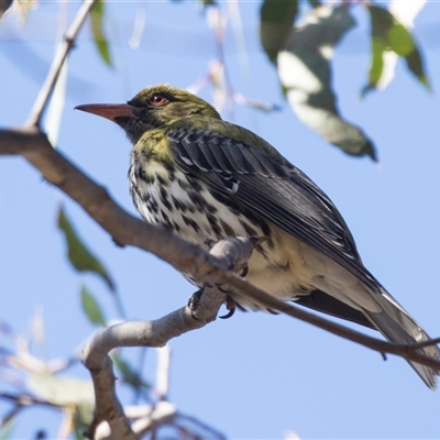 Oriolus sagittatus (Olive-backed Oriole) at Bruce, ACT - 16 Oct 2024 by AlisonMilton