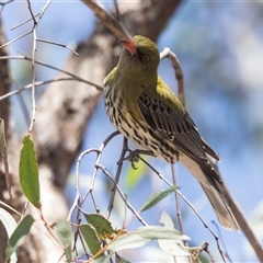 Oriolus sagittatus at Bruce, ACT - 16 Oct 2024 10:59 AM