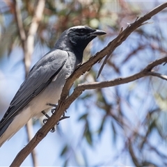 Coracina novaehollandiae (Black-faced Cuckooshrike) at Bruce, ACT - 16 Oct 2024 by AlisonMilton