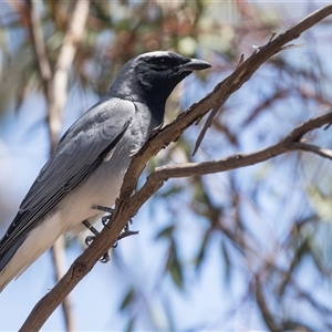 Coracina novaehollandiae at Bruce, ACT - 16 Oct 2024