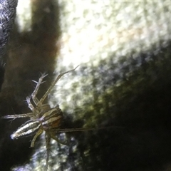 Oxyopes gracilipes (Graceful-legs Lynx Spider) at Belconnen, ACT - 17 Oct 2024 by JohnGiacon