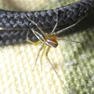 Oxyopes gracilipes at Belconnen, ACT - 17 Oct 2024 07:25 PM